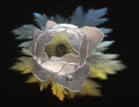 Globeflower